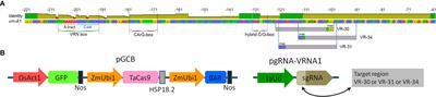 CRISPR/Cas9-induced modification of the conservative promoter region of VRN-A1 alters the heading time of hexaploid bread wheat